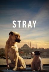 Nonton Film Stray (2020) Sub Indo Download Movie Online DRAMA21 LK21 IDTUBE INDOXXI